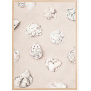 Bildverkstad Shells Plakat (50x70 Cm)