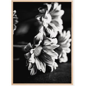 Bildverkstad Black And White Flowers Plakat (50x70 Cm)