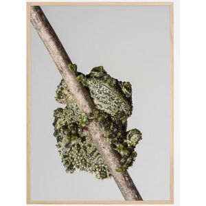 Bildverkstad Frog On Tree Plakat (50x70 Cm)