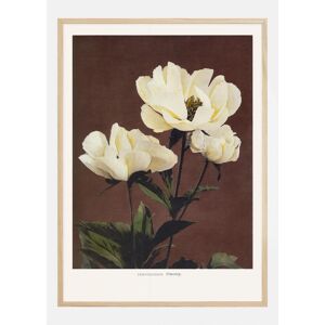 Bildverkstad Habrdaceous Peony Plakat (30x40 Cm)