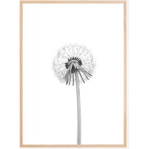 Bildverkstad Dandelion Plakat (50x70 Cm)