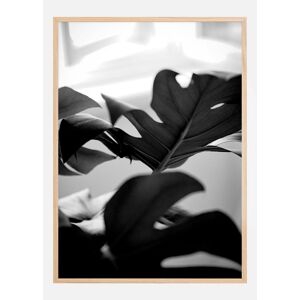 Bildverkstad Monstera In Black And White L Plakat (50x70 Cm)
