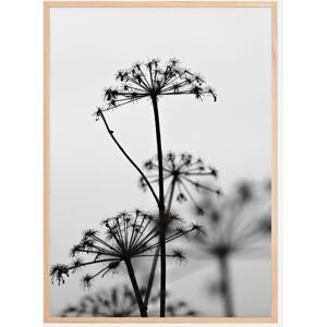 Bildverkstad Black And White Flowers Plakat (21x29.7 Cm (A4))