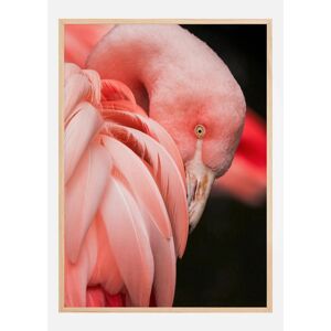 Bildverkstad Flamingo Plakat (50x70 Cm)