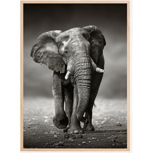 Bildverkstad Walking Elephant Plakat (21x29.7 Cm (A4))