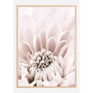 Bildverkstad Chrysanthemum I Plakat (50x70 Cm)