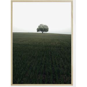 Bildverkstad The Lonely Oak Tree Plakat (21x29.7 Cm (A4))