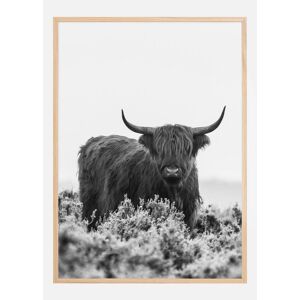 Bildverkstad Highlander Bw Plakat (50x70 Cm)