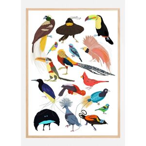 Bildverkstad Birds Of Paradise Plakat (30x40 Cm)