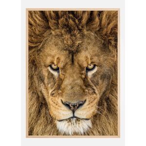 Bildverkstad Serious Lion Plakat (70x100 Cm)