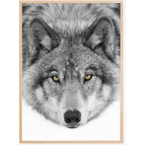 Bildverkstad Yellow Eyes Timber Wolf Plakat (50x70 Cm)