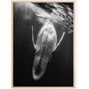 Bildverkstad Black A Whale Plakat (30x40 Cm)