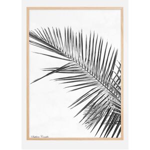 Bildverkstad Black Palm Plakat (70x100 Cm)
