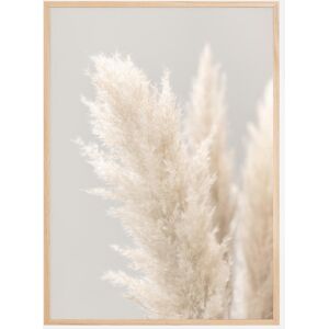 Bildverkstad Pampas Grass Iiii Plakat (50x70 Cm)