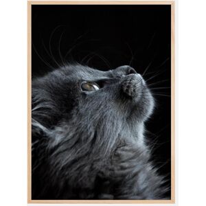 Bildverkstad Kitten Plakat (50x70 Cm)