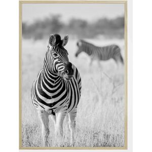 Bildverkstad Zebra Bw Plakat (50x70 Cm)