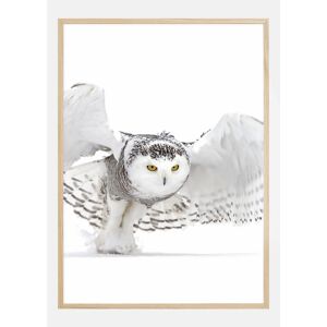 Bildverkstad Snowy Owl  Jazz Wings Plakat (21x29.7 Cm (A4))