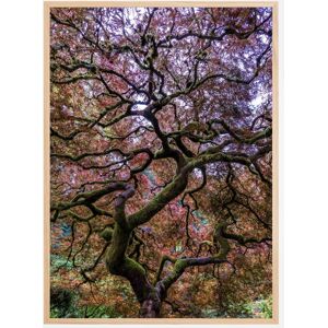 Bildverkstad Japanese Maple Tree Plakat (50x70 Cm)