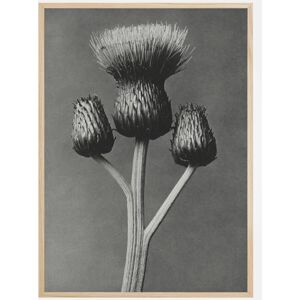 Bildverkstad Grey Flower I Plakat (50x70 Cm)