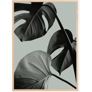 Bildverkstad Monstera Teal I Plakat (50x70 Cm)