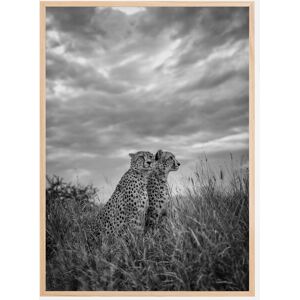 Bildverkstad Cheetah Dreams Plakat (50x70 Cm)