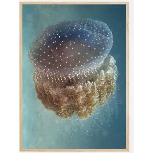 Bildverkstad Jellyfish  Phylorhiza Punctata Plakat (21x29.7 Cm (A4))