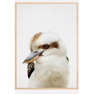 Bildverkstad Peekaboo Kookaburra Plakat (50x70 Cm)