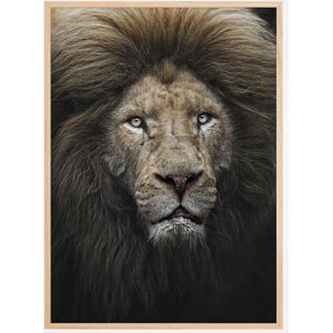 Bildverkstad The Lion Stare Plakat (21x29.7 Cm (A4))