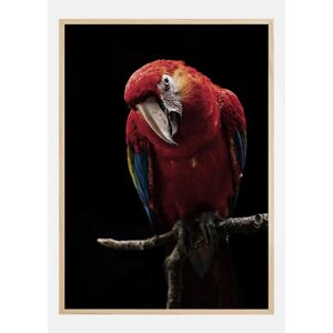 Bildverkstad Portrait Of Scarlet Macaw Plakat (21x29.7 Cm (A4))
