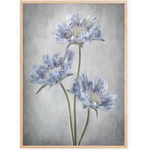 Bildverkstad Scabiosa Plakat (50x70 Cm)