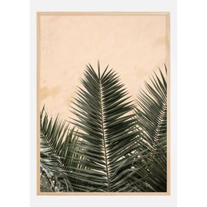 Bildverkstad Palm Leaves And Wall Plakat (21x29.7 Cm (A4))