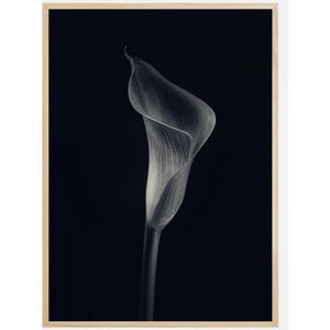 Bildverkstad Calla Lily Plakat (50x70 Cm)