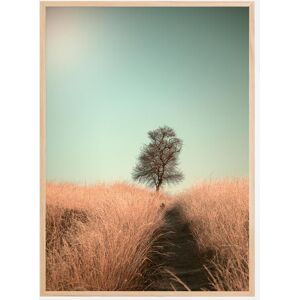 Bildverkstad Grass And Path Plakat (50x70 Cm)