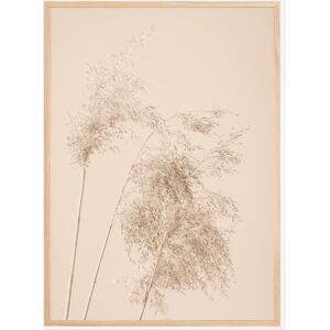 Bildverkstad Reed Grass Plakat (50x70 Cm)