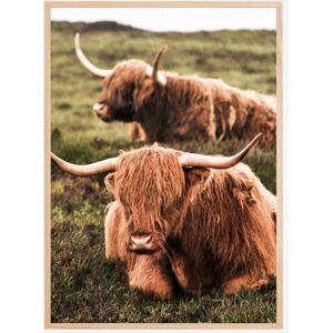 Bildverkstad Highland Cattle Plakat (21x29.7 Cm (A4))