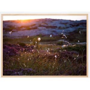 Bildverkstad Summer Evening On The Rocks Plakat (50x70 Cm)