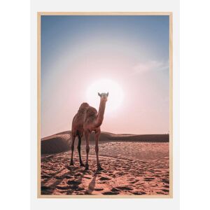 Bildverkstad Camel Plakat (21x29.7 Cm (A4))