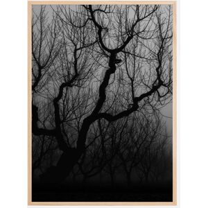 Bildverkstad Dark Trees Plakat (50x70 Cm)