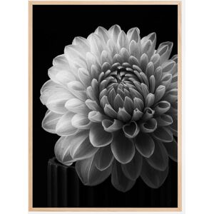 Bildverkstad Dahlia Plakat (21x29.7 Cm (A4))