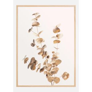 Bildverkstad Eucalyptus Gold Ii Plakat (50x70 Cm)