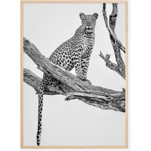 Bildverkstad Leopard Portrait Plakat (50x70 Cm)