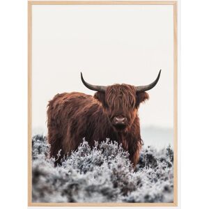 Bildverkstad Highlander Plakat (30x40 Cm)