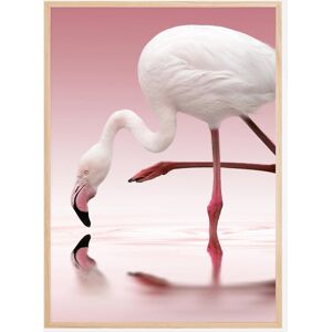 Bildverkstad Flamingo Plakat (50x70 Cm)