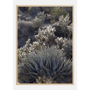 Bildverkstad Cactus In Desert Plakat (30x40 Cm)
