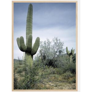 Bildverkstad Cactus Land Plakat (50x70 Cm)