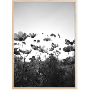 Bildverkstad Black And White Field With Flowers Plakat (50x70 Cm)