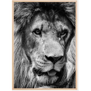 Bildverkstad Lion King Plakat (50x70 Cm)