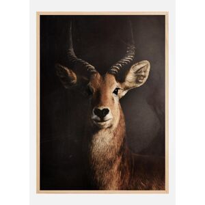 Bildverkstad Antelope Plakat (30x40 Cm)