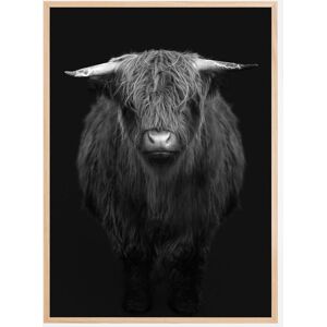 Bildverkstad Highland I Plakat (21x29.7 Cm (A4))