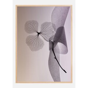 Bildverkstad Flower Plakat (21x29.7 Cm (A4))